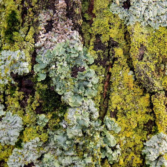 Abstract metal wall art depicting vibrant green lichen and moss patterns on tree bark, titled 'Tree Lichen.'