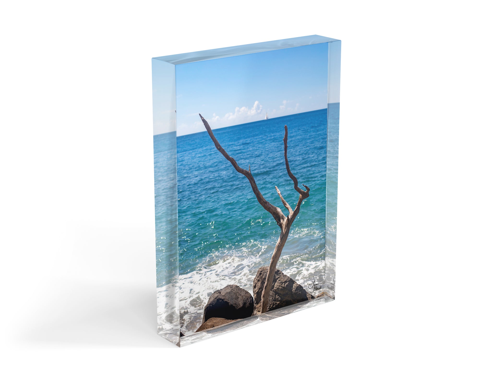Coastal Acrylic photo block driftwood 5x7 - Color of Weathered Wood fine art home decor of old driftwood tree by the beach