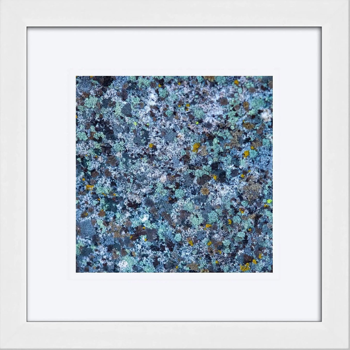 Picture of Blue Lichen from tahoe in a white frame and mat