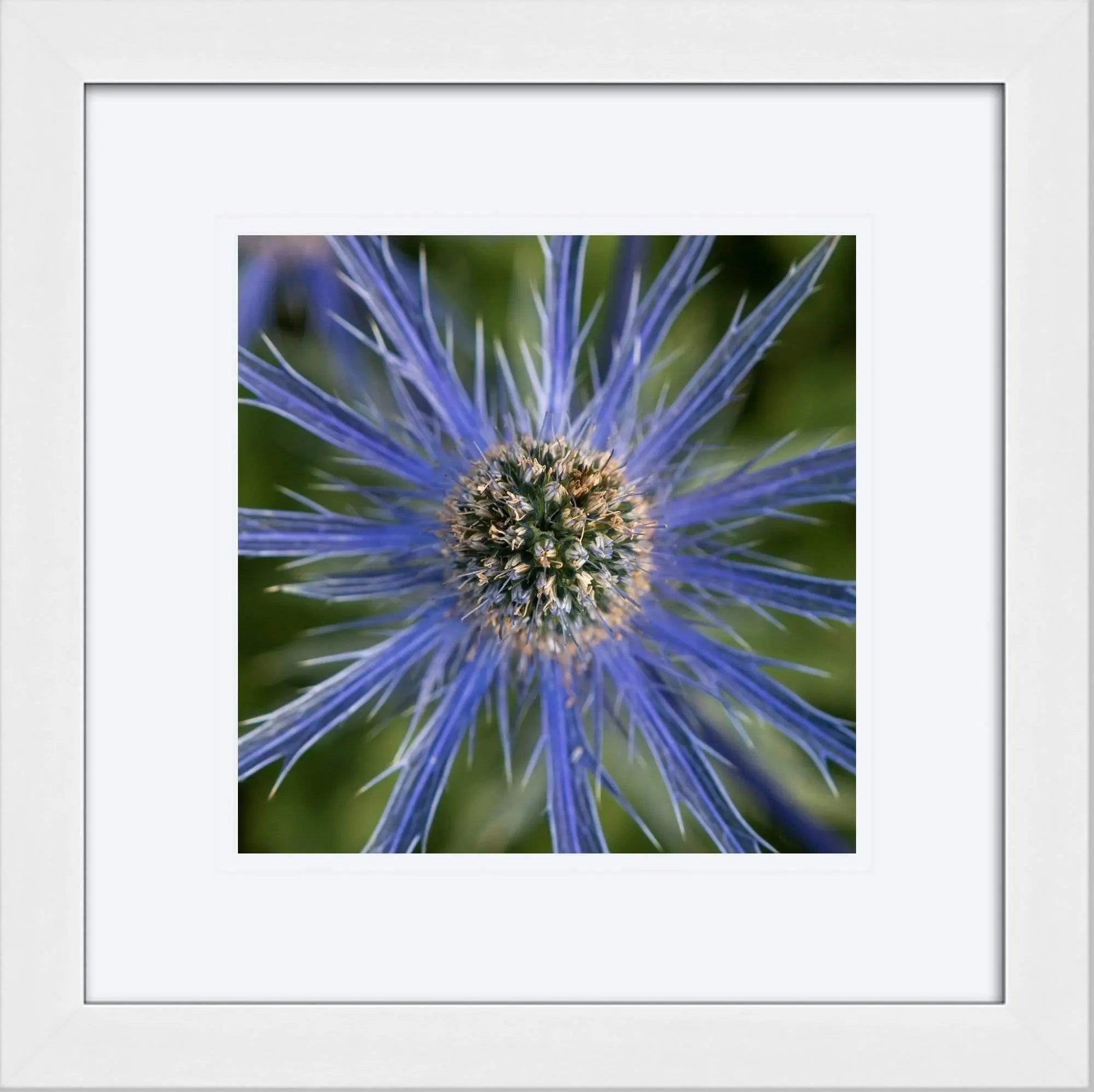 Mediterranean blue sea holly flower framed art decor