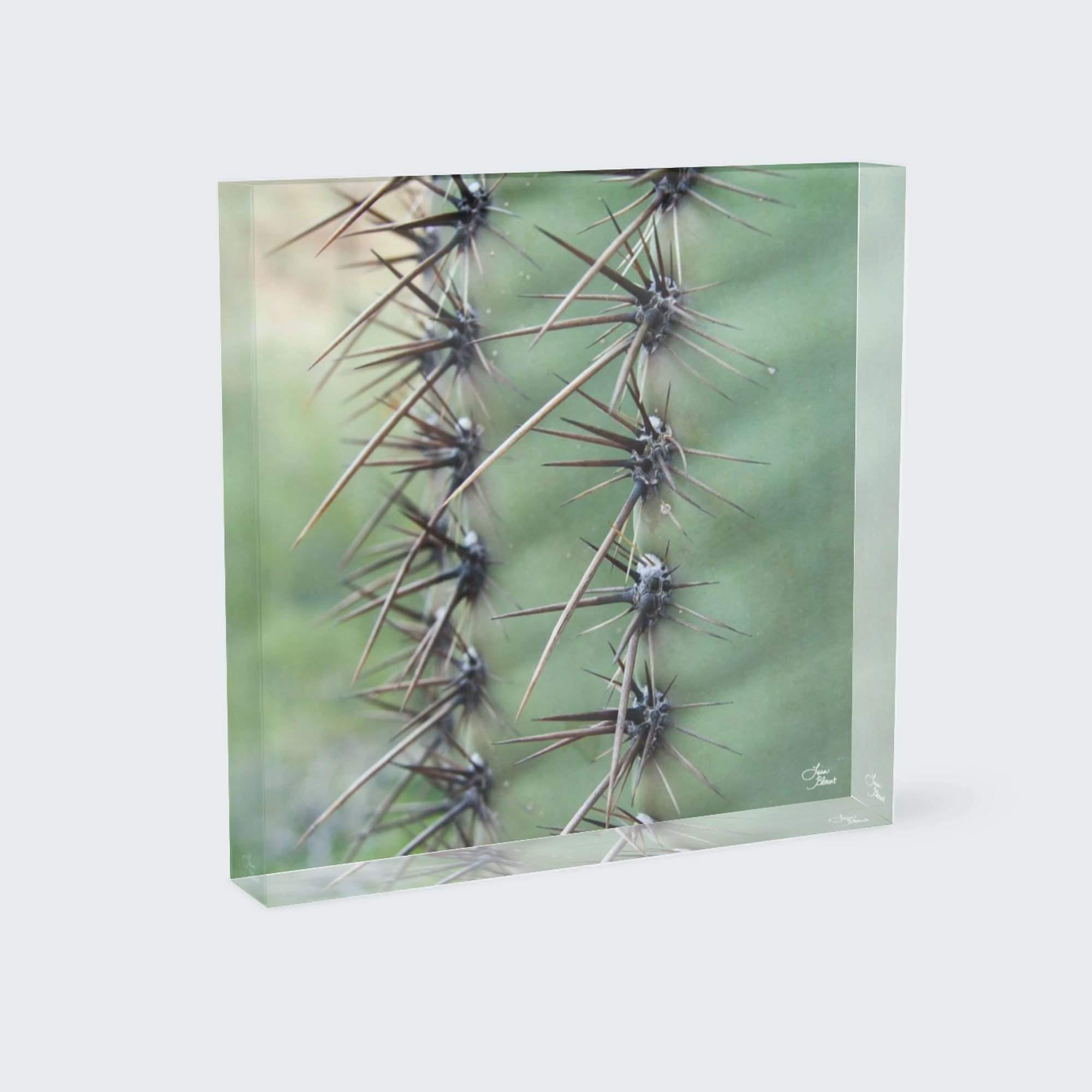 cactus green sharp spikes abstract macro desert fine art photography home office wall art decor acrylic block