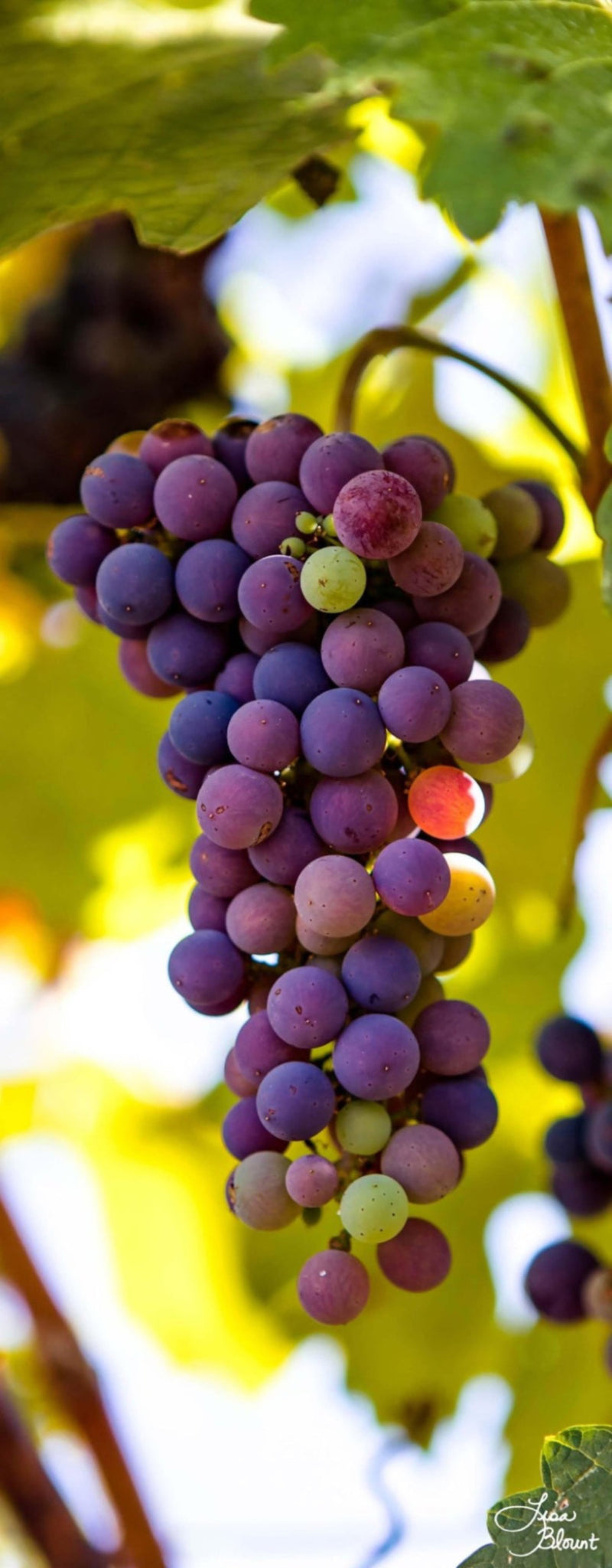 Napa-Valley-Grapes-limited-