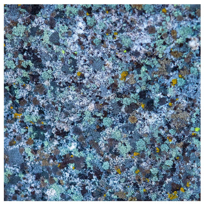 Abstract photo art of blue lichen attached to a rock in Lake Tahoe Nevada