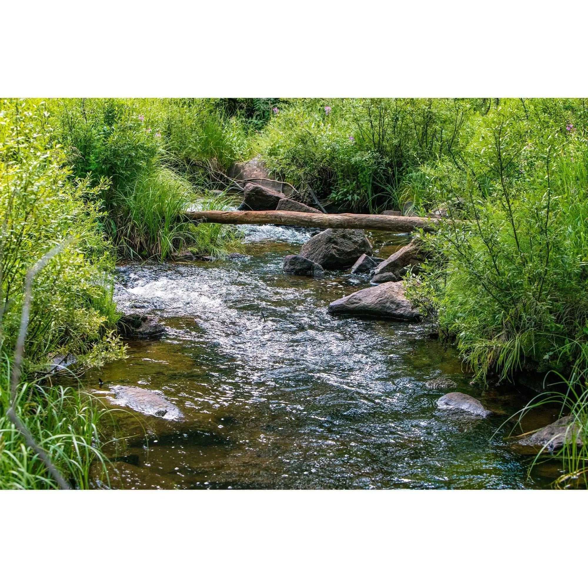 brook meandering by rocks greenery and fallen tree fine art photography by Lisa Blount
