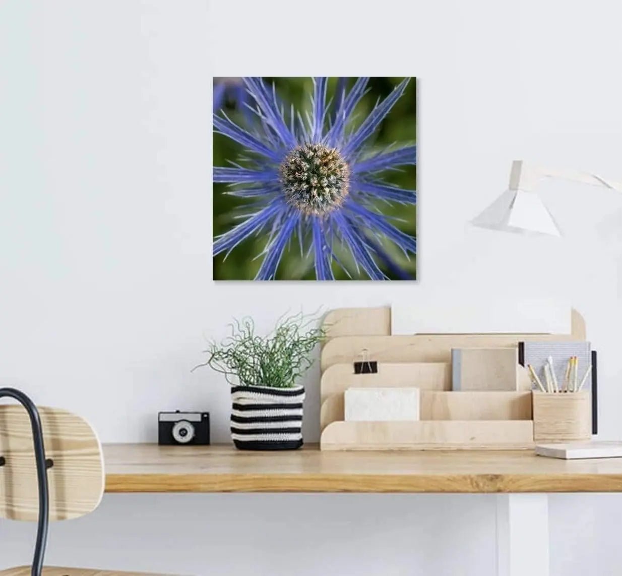 Blue Dynamite Mediterranean Sea holly fine art photograph hanging above a modern white desk workspace, featuring vibrant blue and green spiky floral details.