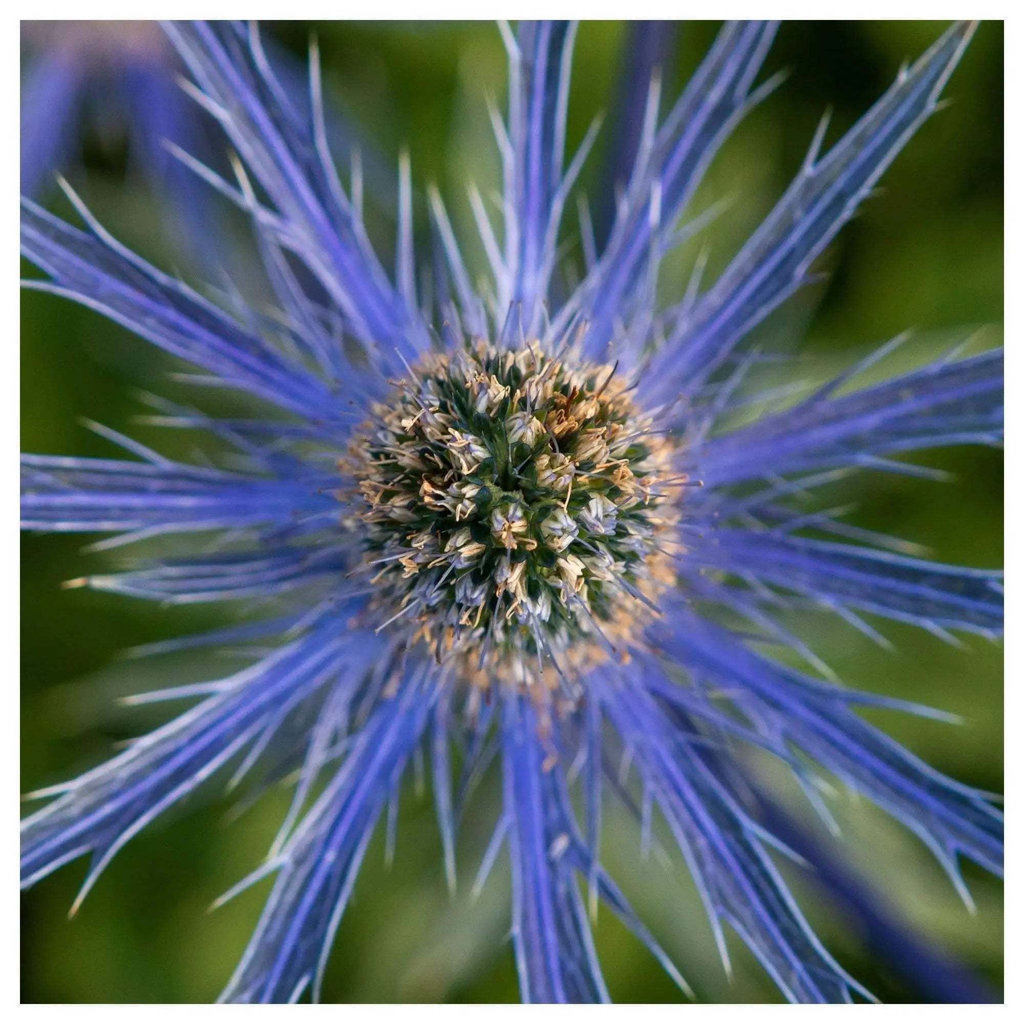Close-up macro photograph of the Blue Dynamite Mediterranean Sea holly flower, highlighting vivid blue spikes and textured golden center.