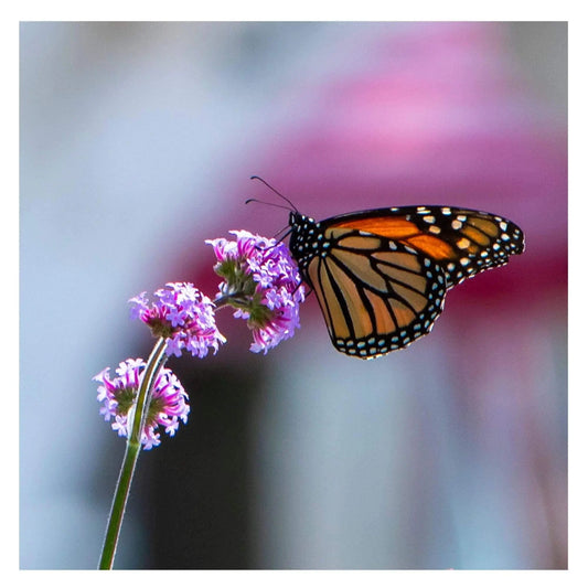 color of a monarch butterfly in nature flower fine art photography wall art home office decor