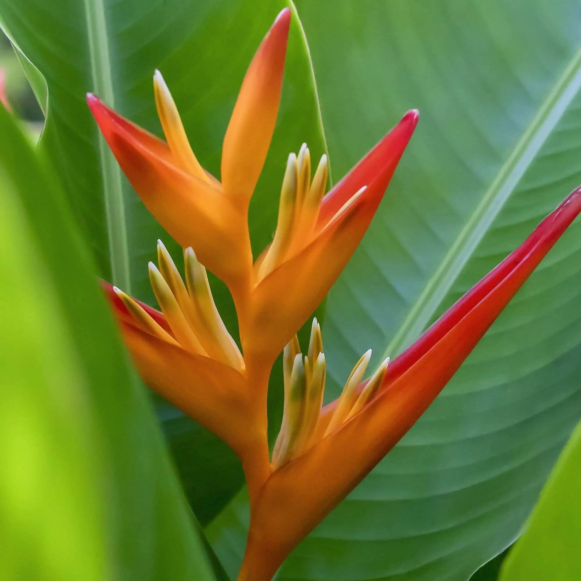 Bird of Paradise wall art – bold tropical flower photo print by Lisa Blount