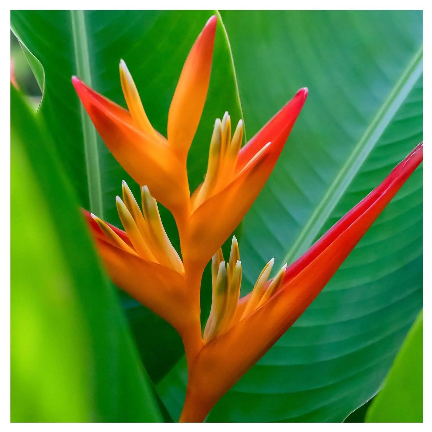 Colorful bird of paradise plant fine art photography wall decor