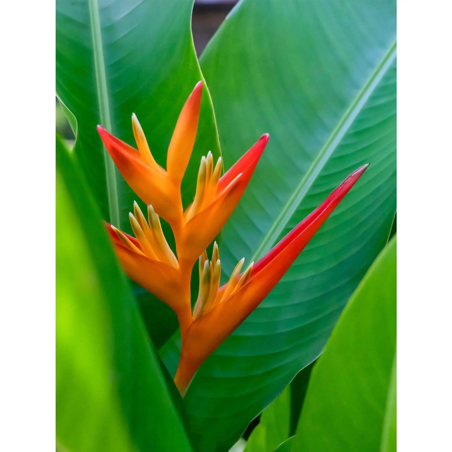Bird of paradise large art wall decor in metal and TruLife acrylic 