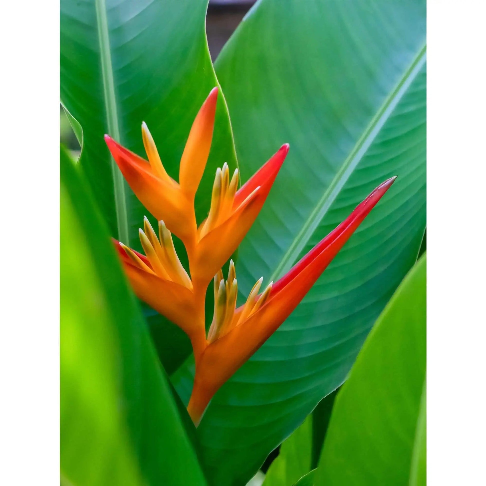 Bird of paradise large art wall decor in metal and TruLife acrylic 