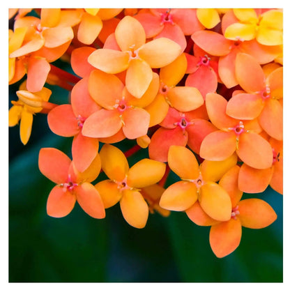 Square fine art photography print of vibrant coral-red Jungle Geranium flowers, titled 'Color of Coral Fire.‘