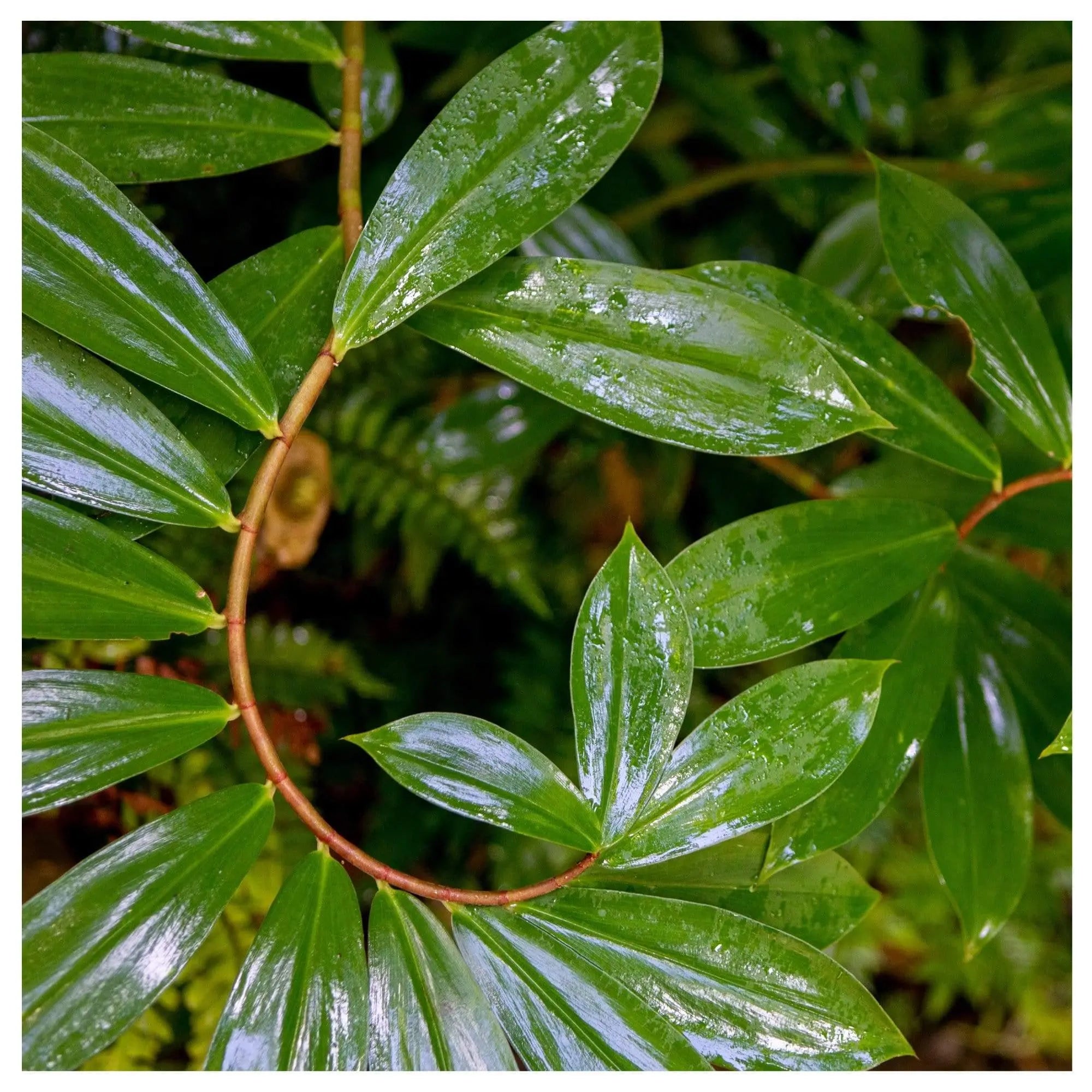 Green Curvy leaves in abstract pattern - fine art photography print of the Spiral Ginger plant's vibrant green spiraling leaves, titled 'Color of Curvy.'