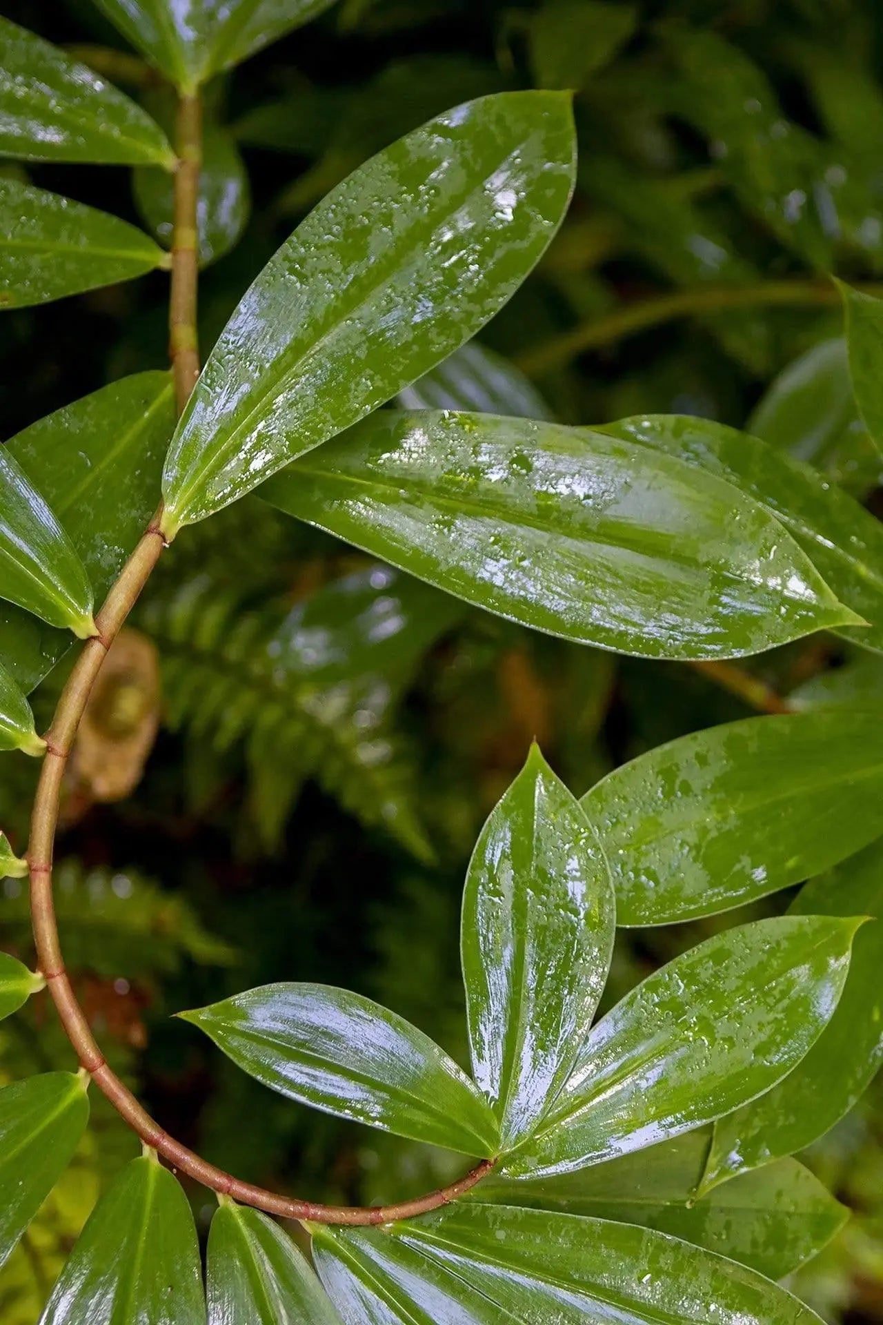 Fine art photography print of the Spiral Ginger plant's vibrant green spiraling leaves, titled 'Color of Curvy.'