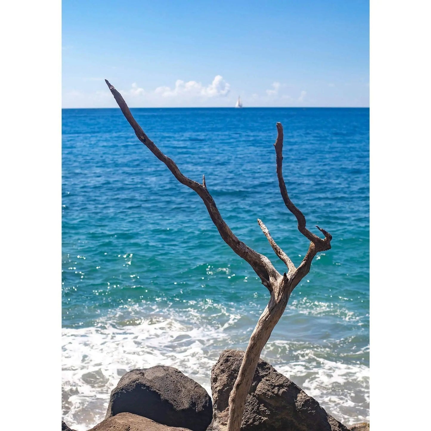 old tree growing in rocks surrounded by blue ocean water