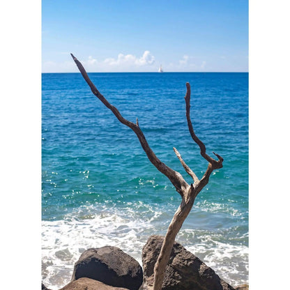 Coastal fine art photography featuring weathered driftwood on a tropical beach – ocean decor