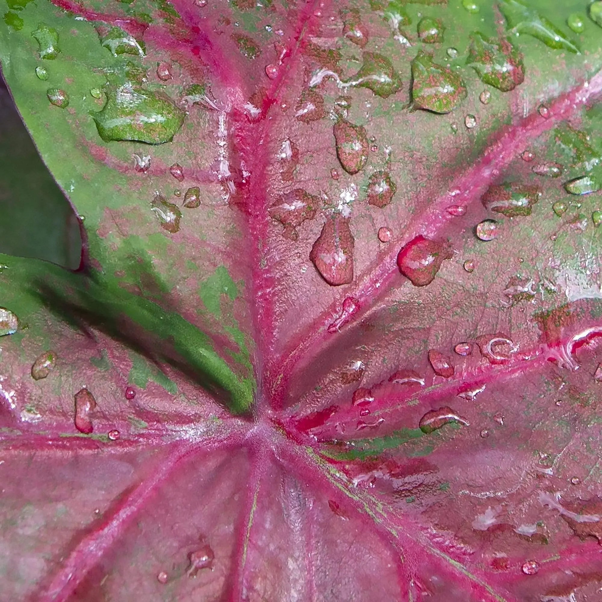 Wet Caladium abstract fine art photography – close-up tropical leaf wall art with vibrant greens and pinks, perfect for modern or biophilic interiors