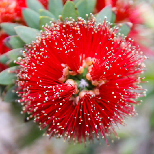 Red bottle brush flower metal art decor by Lisa Blount