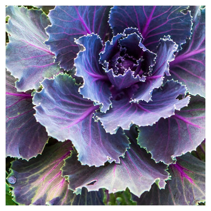 Lisa Blount Photography Fine Art 12x12 High Gloss Metal Cabbage Drop