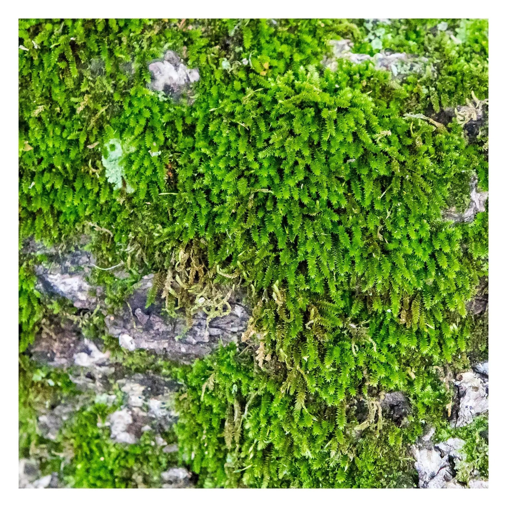 20x20 bright green moss on gray rock abstract wall decor on metal by Lisa Blount