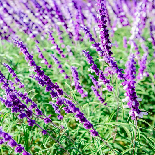 Purple lavender blooming