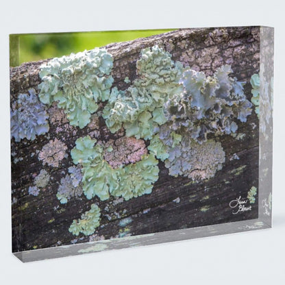 acrylic block of Lexington Lichen by Lisa Blount