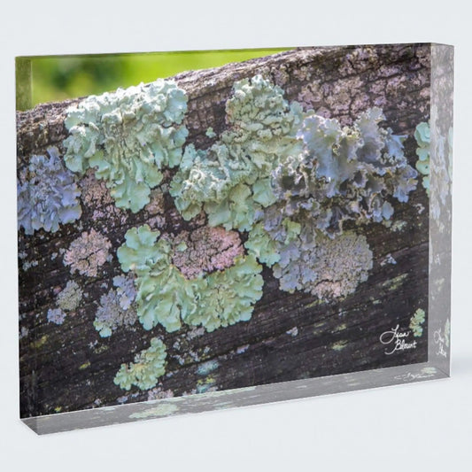 Lexington Lichen 7x5 acrylic block – freestanding pastel nature desk decor
