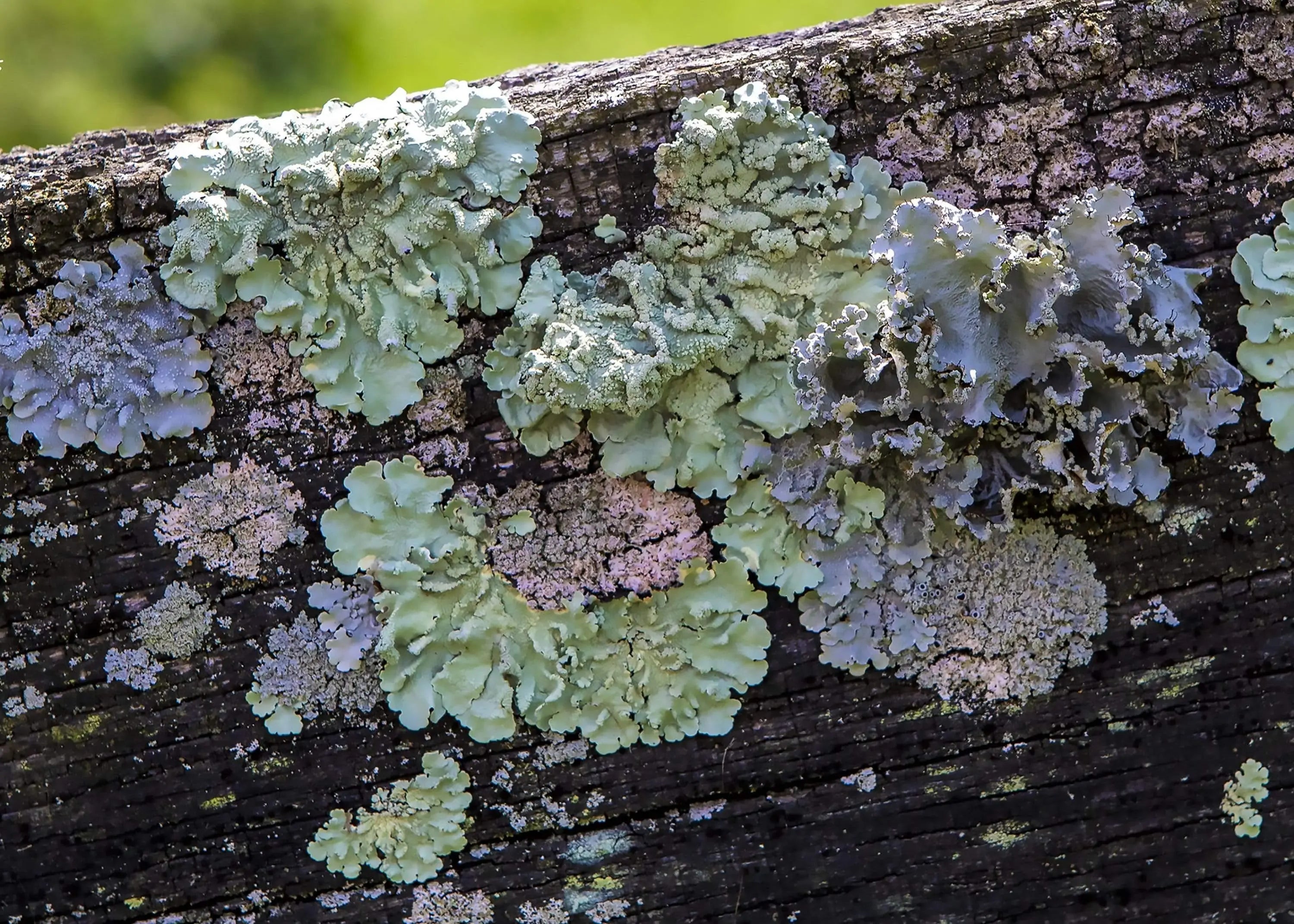 Pastel lichen wall art on weathered wood – Lexington Kentucky abstract nature photography