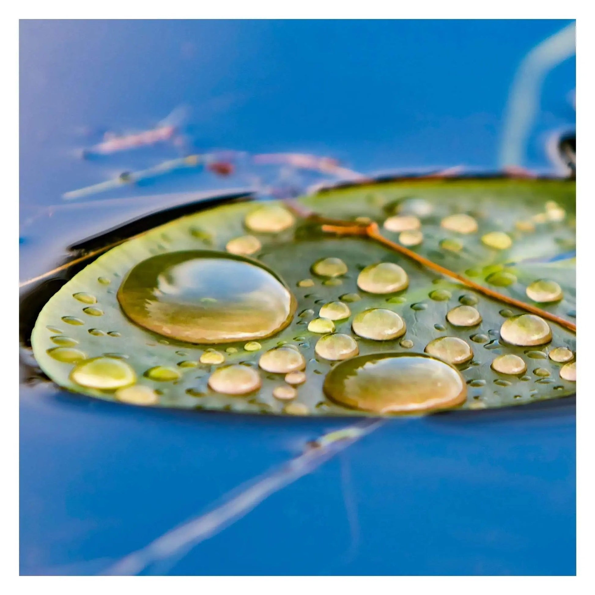 Lilly lily pad water drop green blue bright color fine art photography home office wall decor