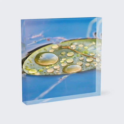 Lilly lily pad water drop green blue bright color fine art photography home office wall decor acrylic block