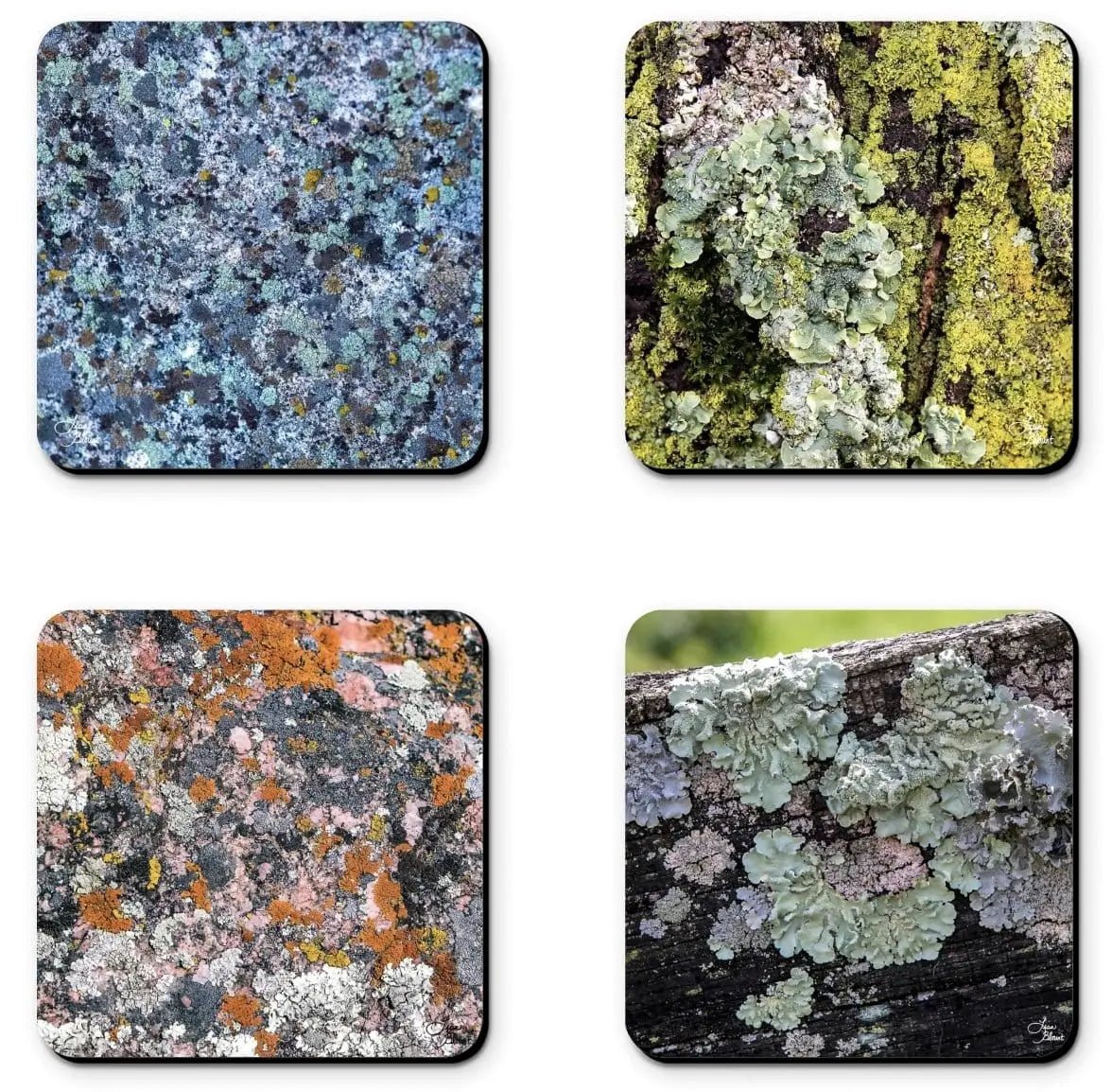 loving lichen 4 piece coaster set ceramic fine art photography collection home office decor