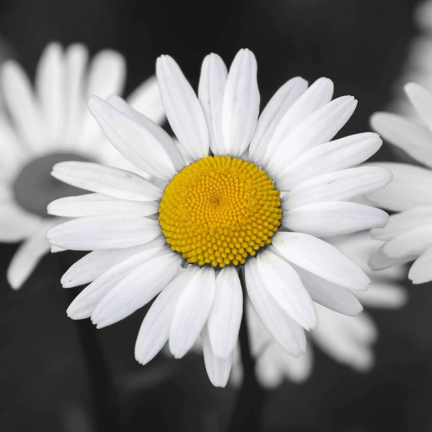 daisy monochrome yellow