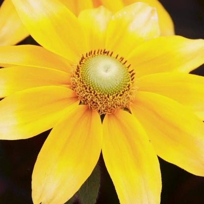 Square Bright yellow flower from Lisa Blount Photography nature collection