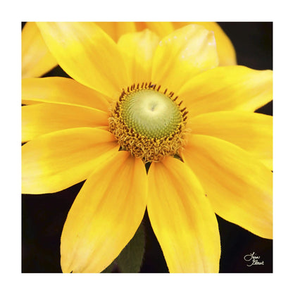 Square Bright yellow flower from Lisa Blount Photography nature collection