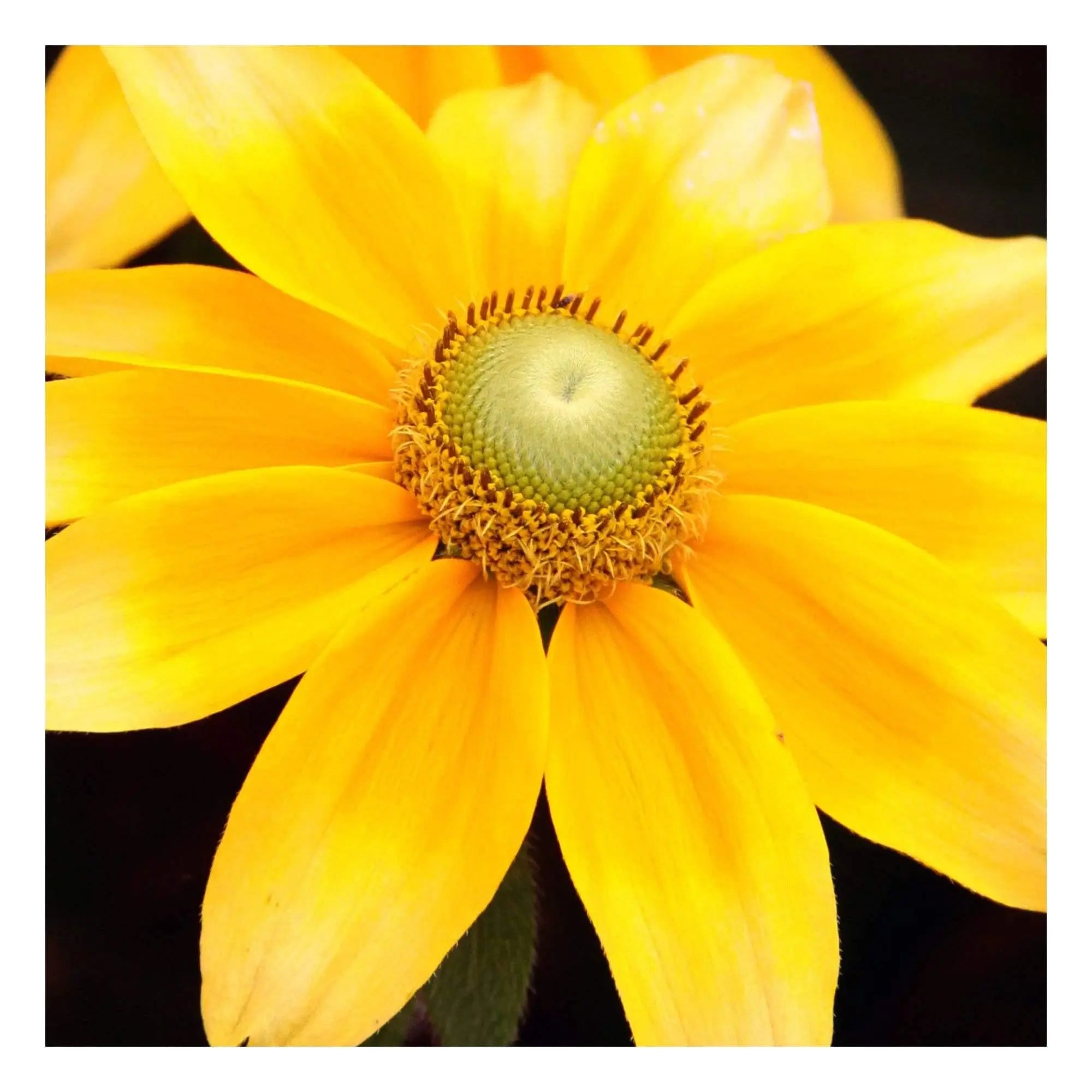 bright yellow cheery flower morning niagara falls nature decor fine art photography