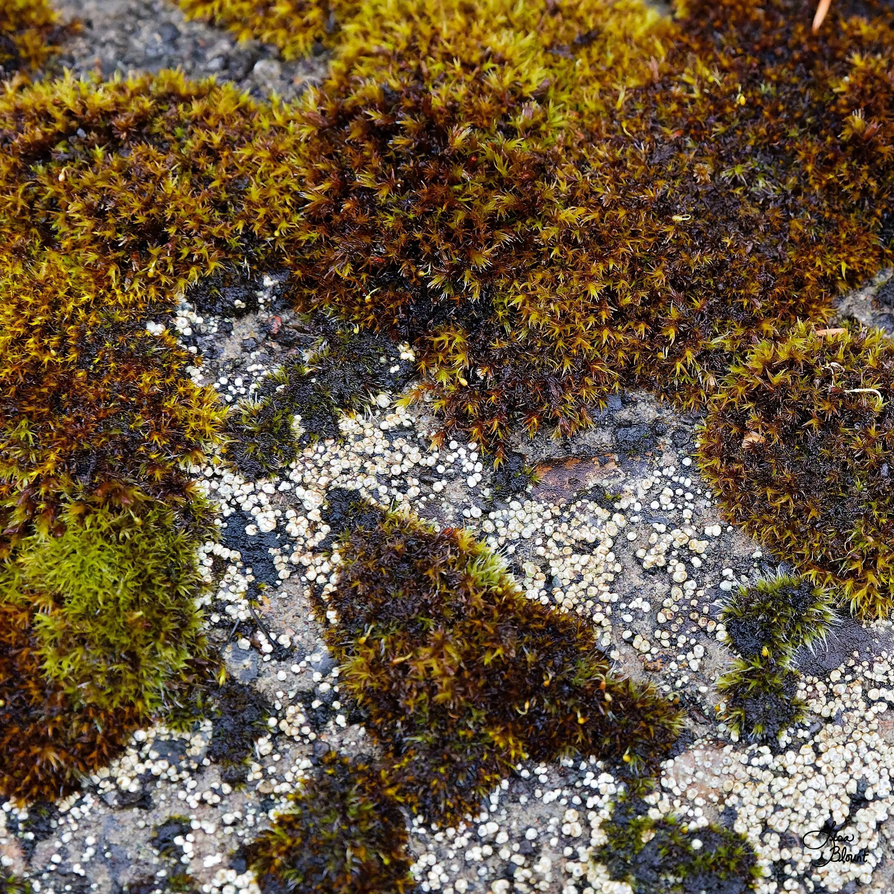 Tree Cushion Moss photography taken in Oregon Columbia River Gorge  by Lisa Blount
