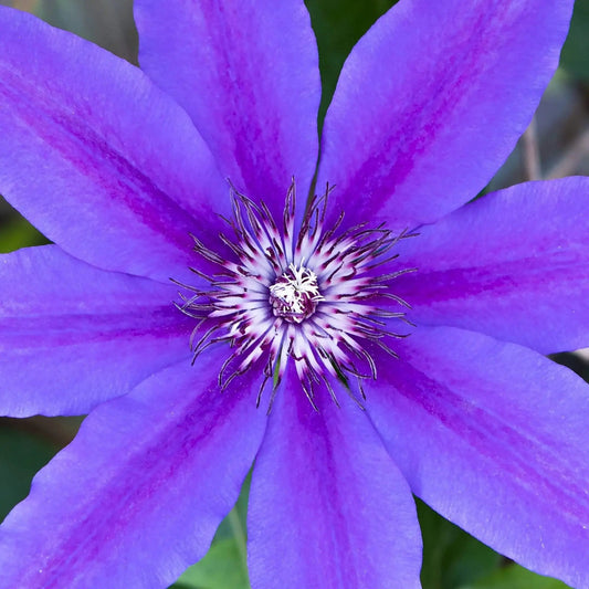 Purple Clematis abstract close up macro bright purple square wall home decor