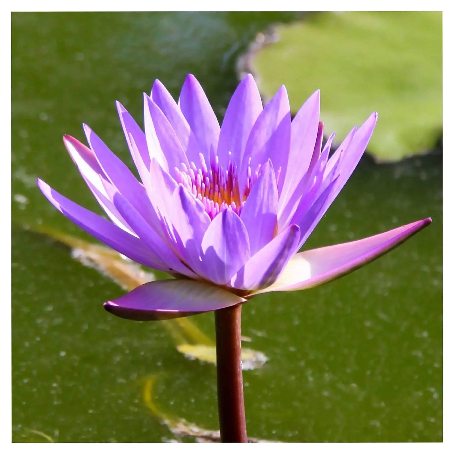 close-up of lilac water lilly floating on pond by Lisa Blount