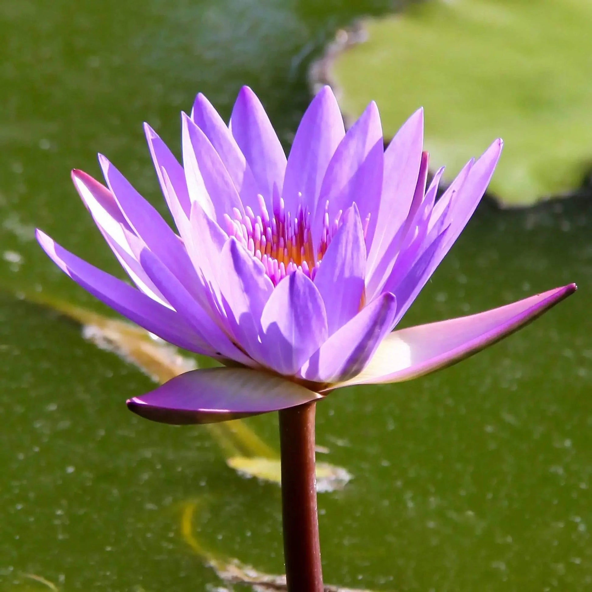 Print of Purple Water Lilly in Hawaii by Lisa Blount