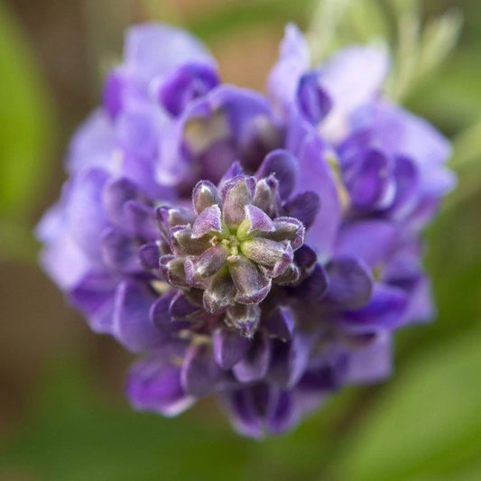 purple wisteria flower macro focus Lisa BLount