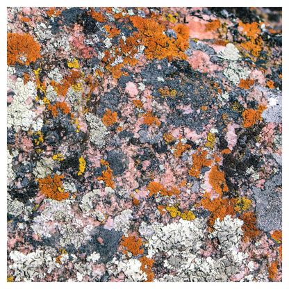 colorful pastel lichen on gray rock in Wyoming