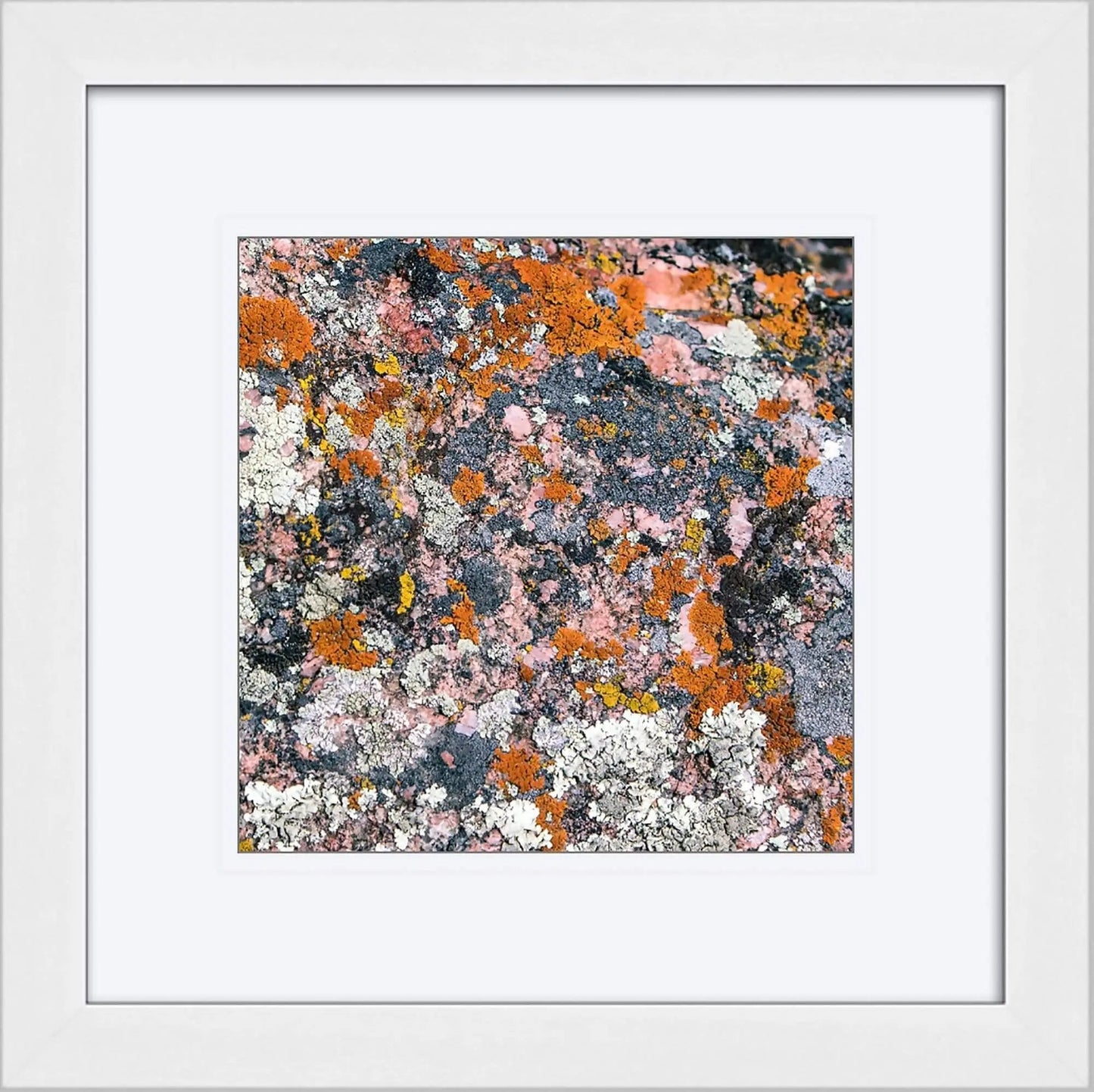Shell Canyon lichen orange gray pink framed in 12x12 by Lisa Blount