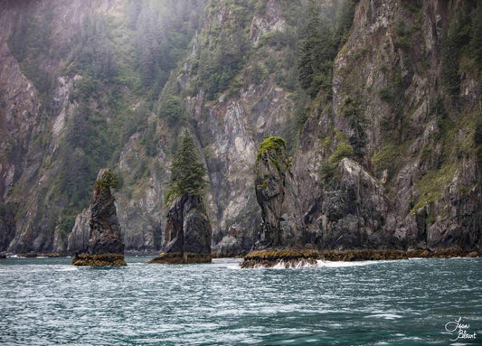 Kenai Fjords trees in Resurrection Bay Alaska fine art