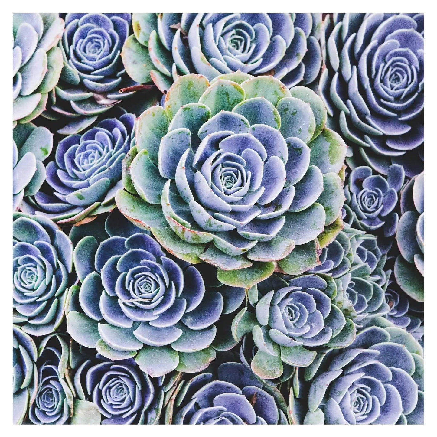 square hen chicks succulent blue