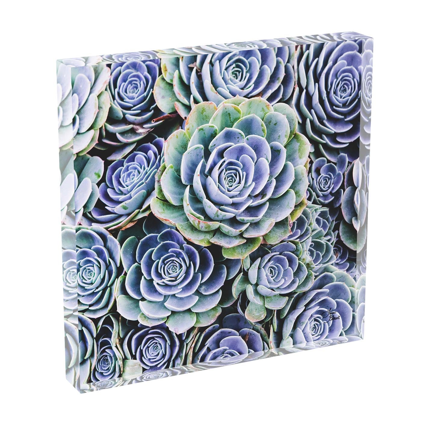 Blue Succulent acrylic block showing a freestanding 3D display of layered blue and green succulent rosettes.