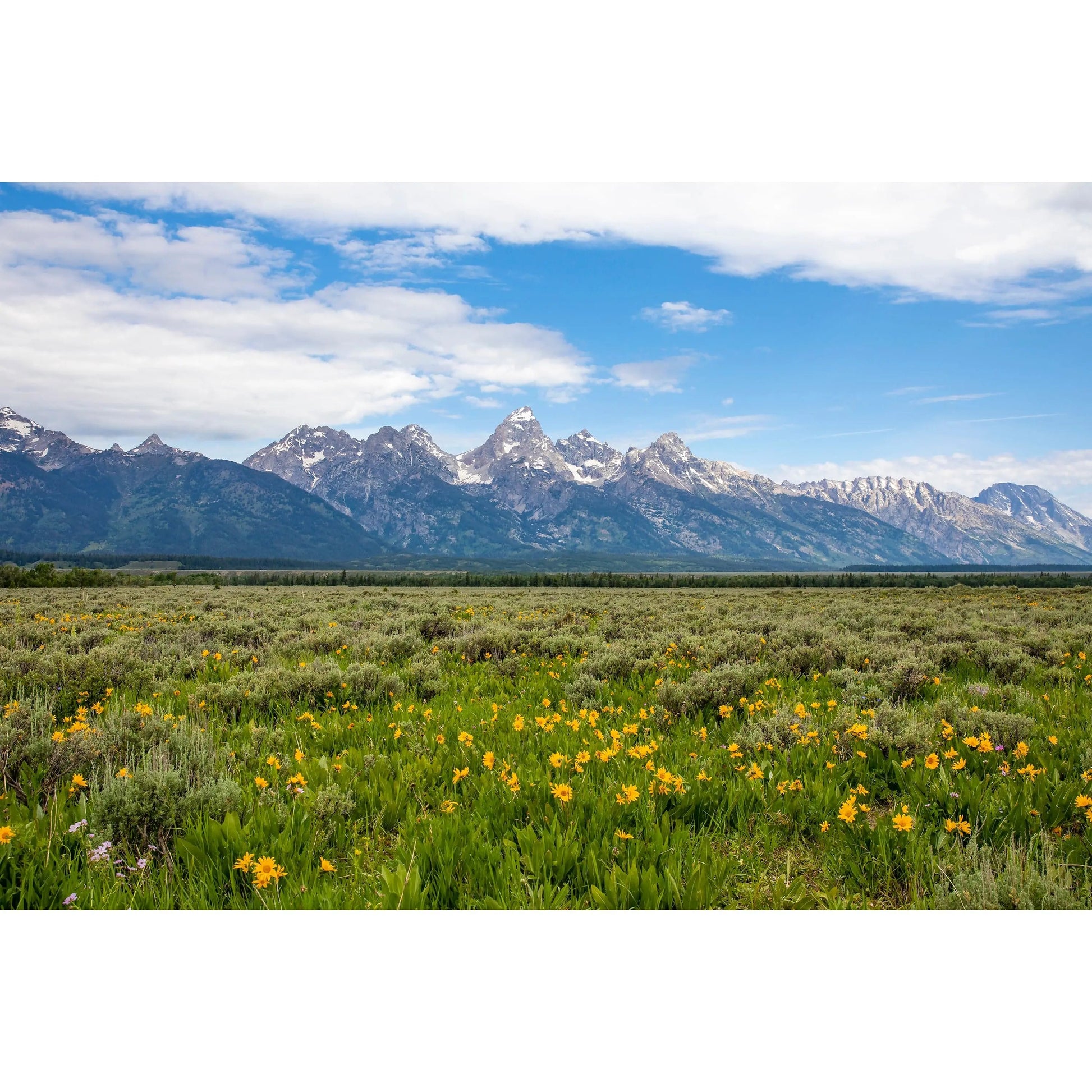 grand tetons with wildflowers fine art photography wall decor