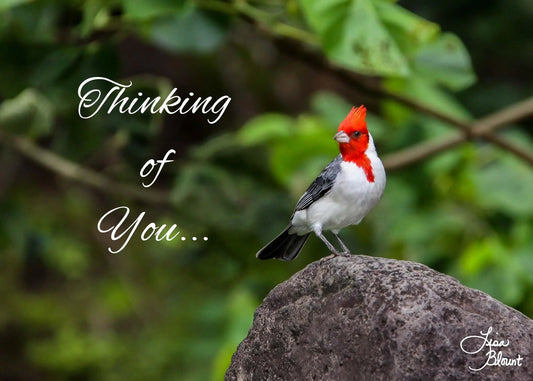 Woodpecker Thinking of You Nature Greeting Note Card Lisa Blount Photography