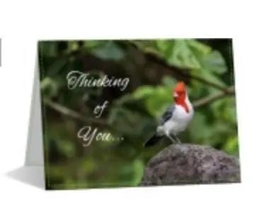 Woodpecker Thinking of You Nature Greeting Note Card Lisa Blount Photography