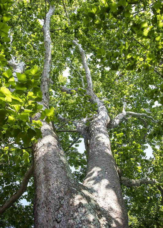 gazing up a tree into the sky photo art