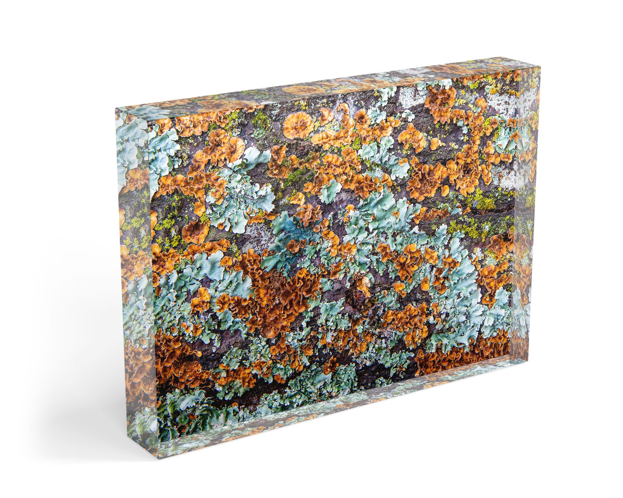 Rectangle acrylic block home decor lichen